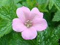 2012-0518-1435_Geranium_15,2C